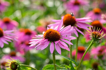 Echinacea purpurea purple coneflowers flowering plants, group of ornamental medicinal hedgehogs flowers in bloom