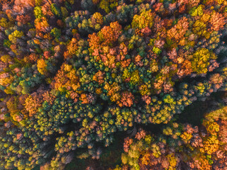 Aerial view of autumn forest. Beautiful landscape with trees with green, red and orange leaves. View from drone