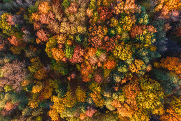 Autumn forest aerial drone view. Trees with colorful orange, red, yellow and green leaves. Fall landscape