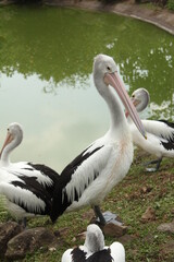 pelicans on the shore