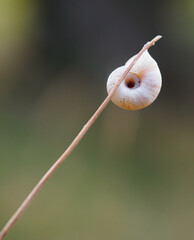 Caracol pegado en una rama
