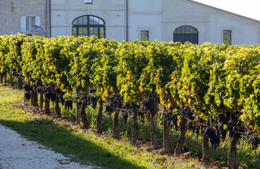 Fototapeta na wymiar Ripe red grapes on rows of vines in a vienyard before the wine harvest in Saint Emilion region. France