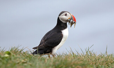 Puffin with sandeels on Iceland