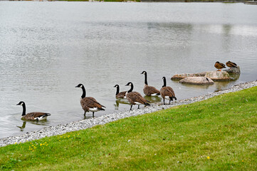 Canada goose in public park near a pond