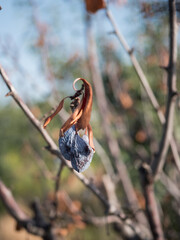 The blue plums have dried up on the branches. Disease of trees, loss of crops.