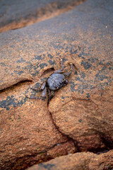 Mangrove crab: Episesarma versicolor