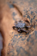 Mangrove crab: Episesarma versicolor