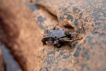 Mangrove crab: Episesarma versicolor
