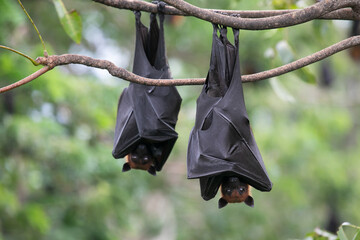 The bat sleeps on the tree during the day. - obrazy, fototapety, plakaty