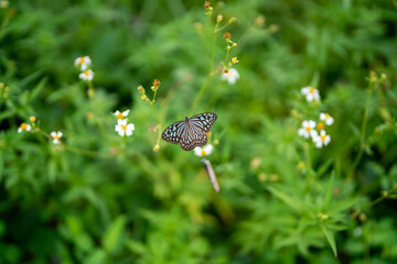 Butterfly: Ceylon Blue Glassy Tiger (Ideopsis similis)