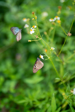 Butterfly: Common Mime (Chilasa clytia)