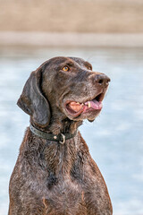 Detailed German Shorthaired Pointer head, GSP dog sits on the beach of a lake during a summer day. He stares into the distance, in side view, water in background