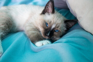Ragdoll Siamese Kitten with Blue Eyes