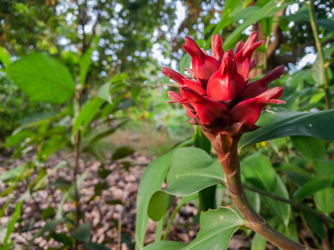 Red Costus Speciosus Wild Flower
