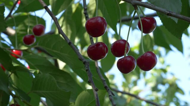 Juicy ripe cherries sway on a tree branch. Shooting close-up. Ripe red berries.
