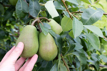 The fingers of a woman's hand pick pears from a tree 
