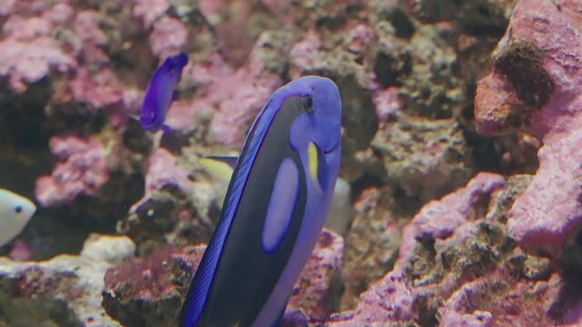Blue Tang Swimming Inside An Aquarium In Umino-Mori Aquarium In Sendai, Miyagi, Japan. -  close up, slow motion