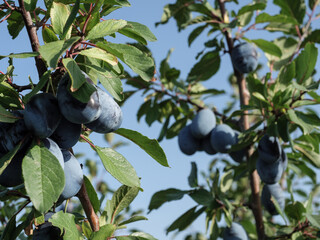 Ripe blue plums on a branch in the garden. Autumn harvest.