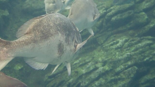 Close up Of Red Seabreams Swimming At Sendai Umino-Mori Aquarium In Japan