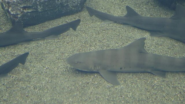 Starspotted smooth-hound Found At Sendai Umino-Mori Aquarium In Japan - close up