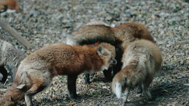 Foxes At The Shed On Zao Fox Village In Miyagi, Japan. - Static