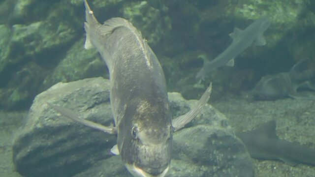 Close Up Of Red Seabream (Pagrus Major) In Aquarium Water. Umino-Mori Aquarium In Sendai, Japan.