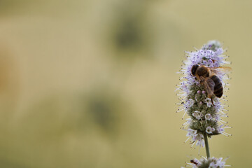 bee on a flower