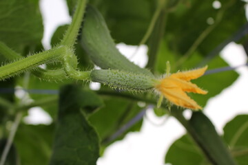 beautiful green cucumber growing on a green bush in the garden