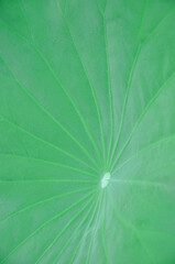 texture of green lotus leaf background