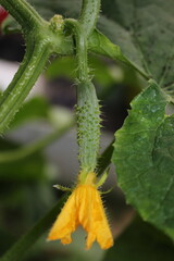 beautiful green cucumber growing on a green bush in the garden