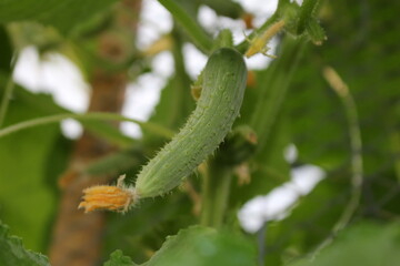 beautiful green cucumber growing on a green bush in the garden