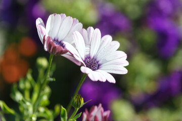 Fototapeta premium Two arctotis flowers