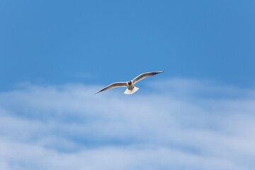 Fototapeta na wymiar White tern against the sky