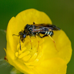 abeille sur fleur jaune