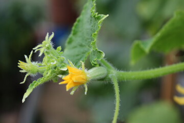 beautiful green cucumber growing on a green bush in the garden