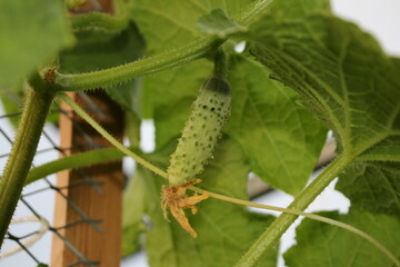 Obraz premium beautiful green cucumber growing on a green bush in the garden