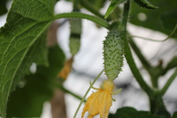 beautiful green cucumber growing on a green bush in the garden