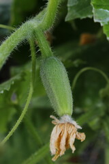 beautiful green cucumber growing on a green bush in the garden