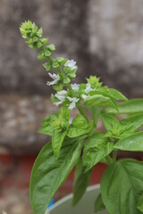 broadleaf basil in a pot