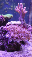 sea flowers are growing and blooming underwater world in the aquatic tank design for fantasy world concept