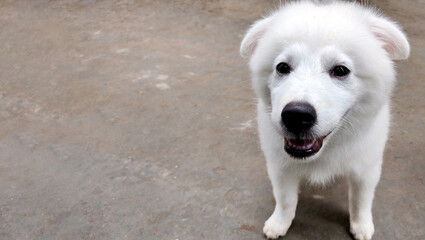 Closup of cute white puppy dog portrait, Portrait of Maremma Sheepdog, Shepherd dog Maremmano Abruzzese.