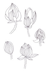 Lotus buds graphic black and white linear drawing