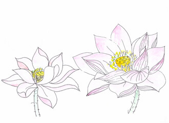 Lotus flowers color graphic drawing on white background