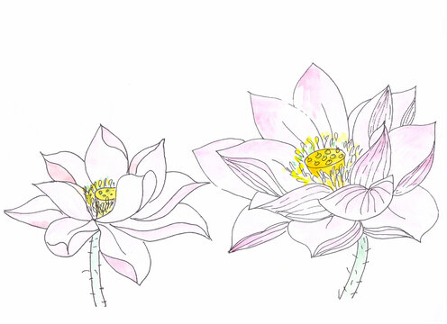Lotus flowers color graphic drawing on white background