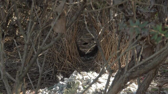 Empty Nest (Bower) Of Great Bowerbird With White Rocks. Woodlands Of North Queensland In Australia. static