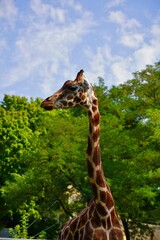 Giraffe camelopardalis - young giraffe in zoo