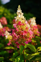Hydrangea paniculata - Beautiful bush of hydrangea flowers in a garden.- a genus of shrubs from the hydrangea family