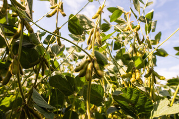 Close up of the soy bean plant