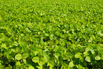 Green leaf pattern of a soybean field