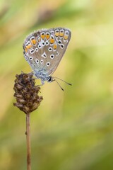 Bläuling